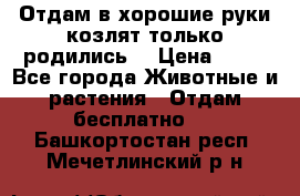 Отдам в хорошие руки козлят.только родились. › Цена ­ 20 - Все города Животные и растения » Отдам бесплатно   . Башкортостан респ.,Мечетлинский р-н